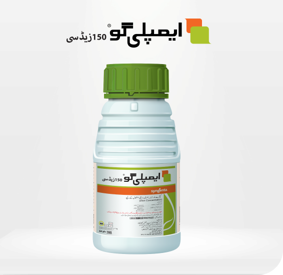 ampligo-product-image