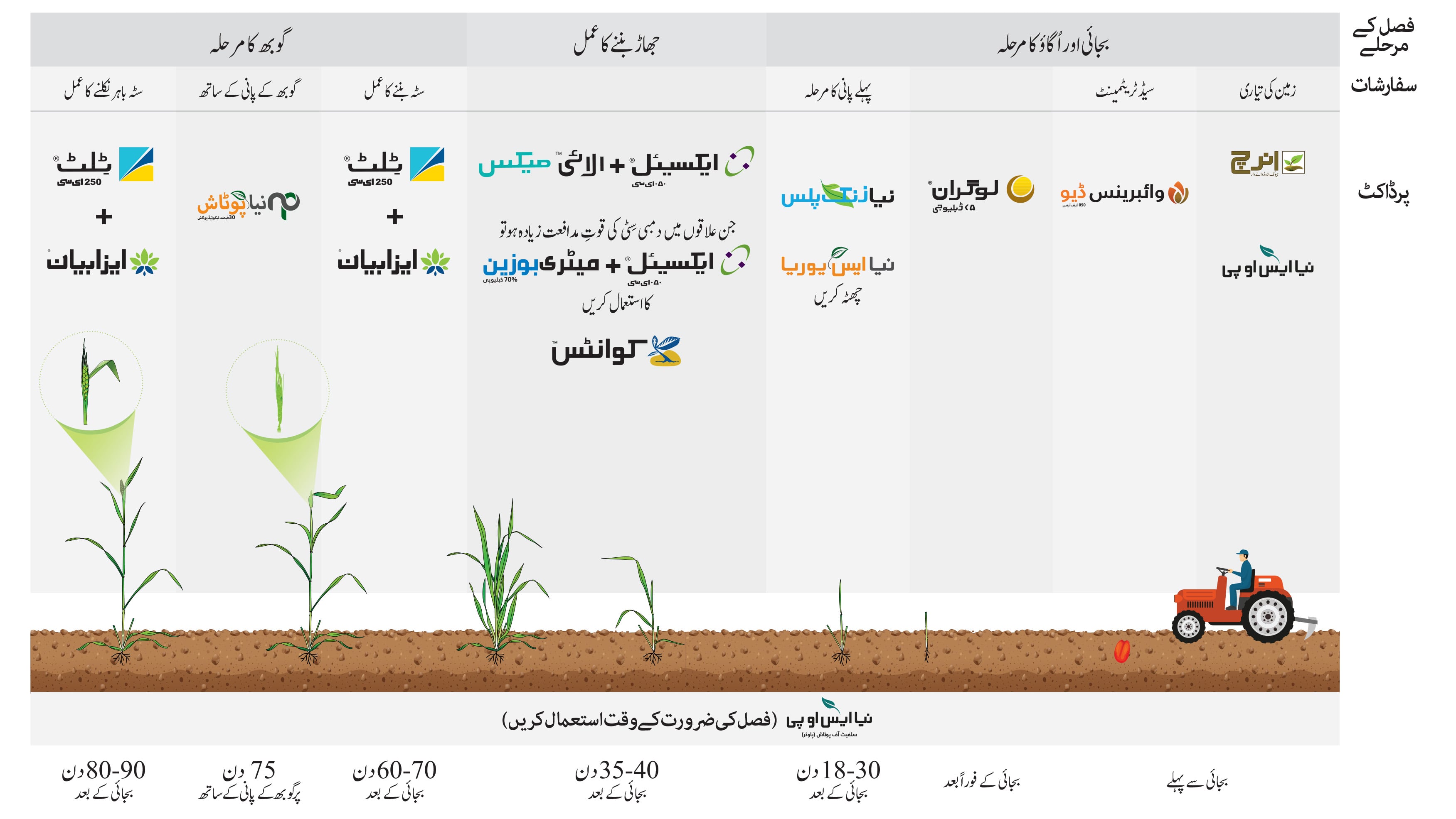 wheat-crop-program