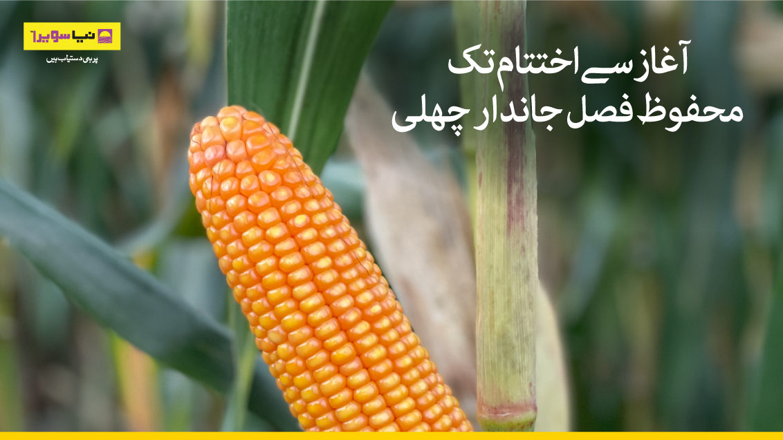 Corn Banner