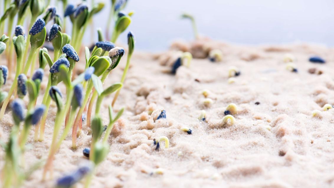 sunflower_growing_in_sand_germination