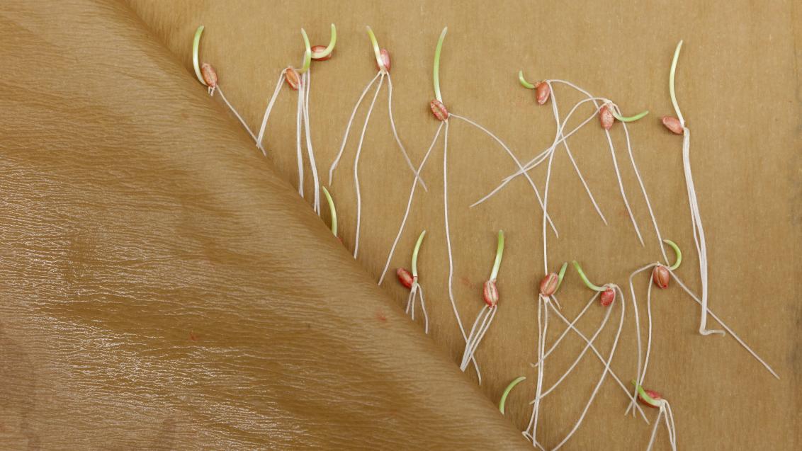germination_test_rolled_paper_towel_treated_cereals_1