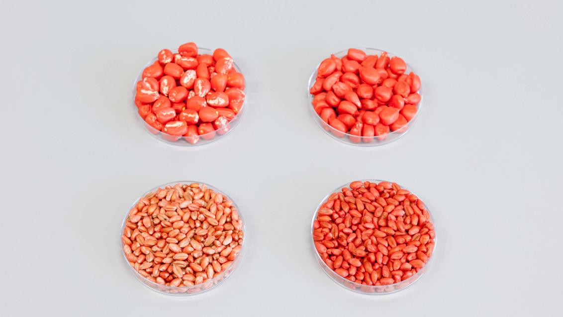 corn_wheat_treated_seeds_1