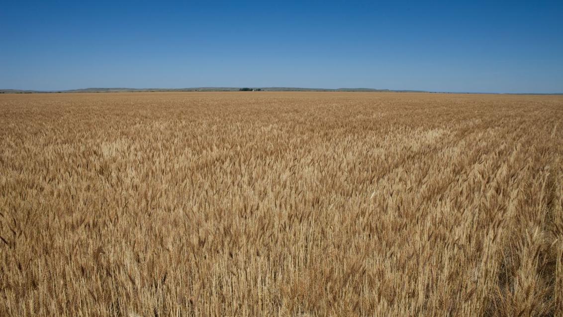 screen_ppt_golden_wheat_field