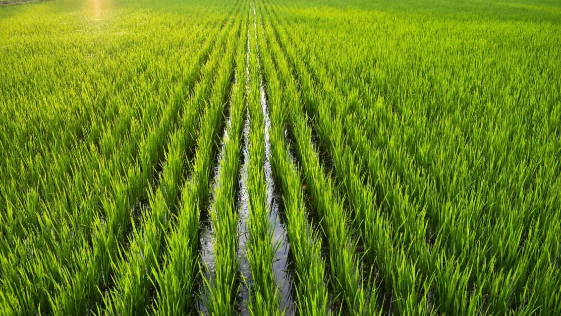 Rice