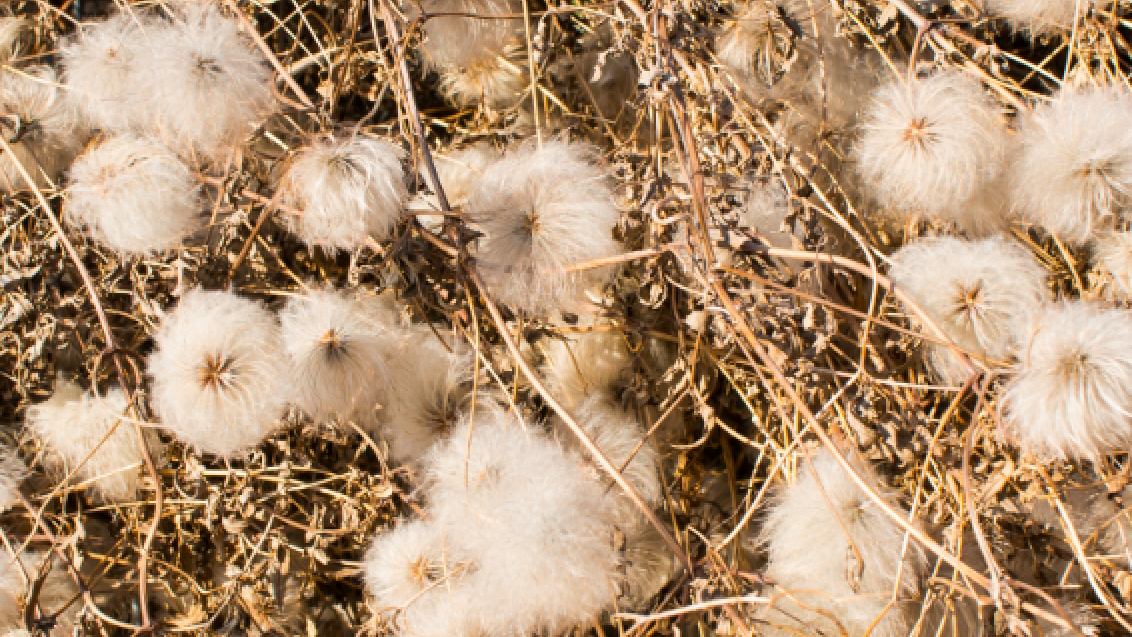 high-angle-closeup-shot-white-wild-plants-with-dry-sticks
