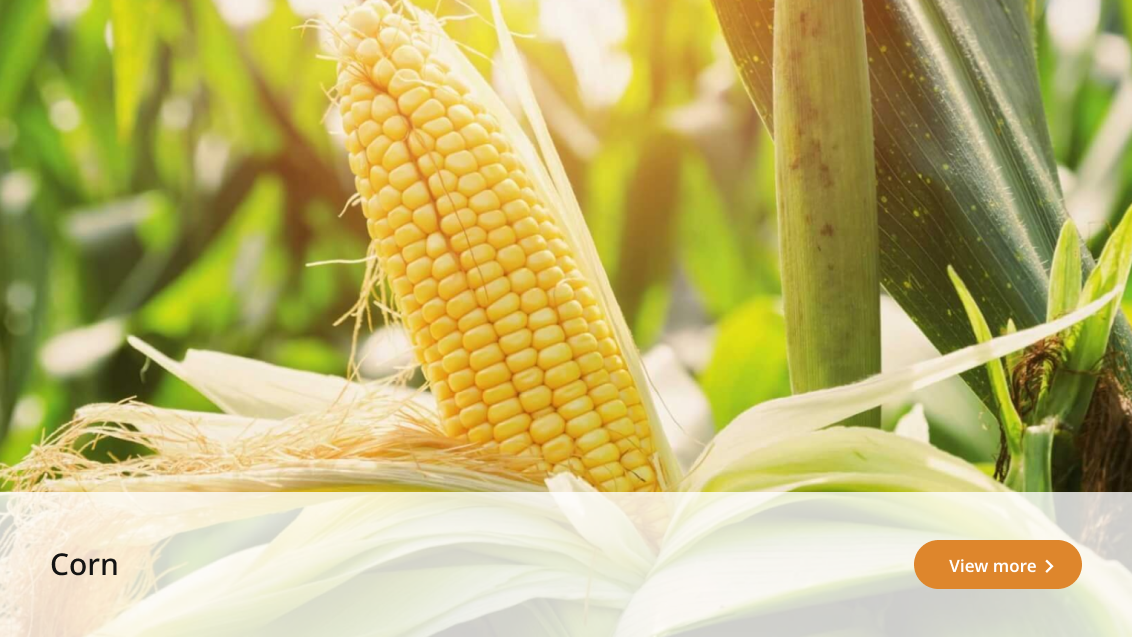 crop-solution-corn