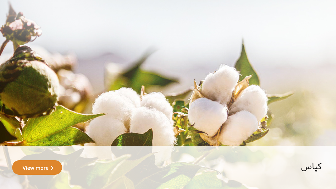 crop-solution-cotton-urdu