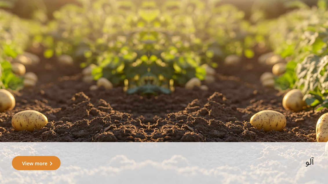 crop-solution-potato-urdu