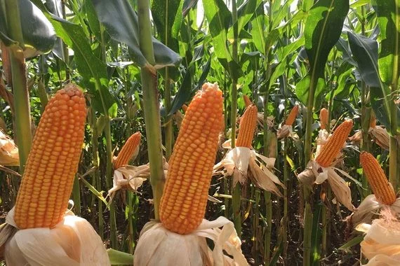 Corn