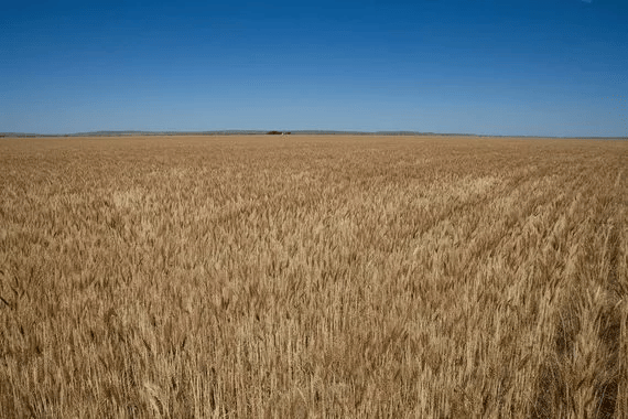 web_golden_wheat_field