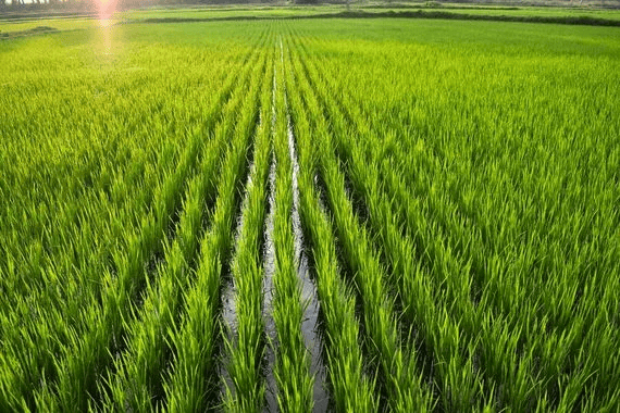 Rice