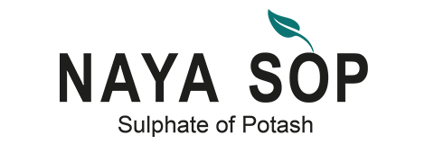 sop-e.png