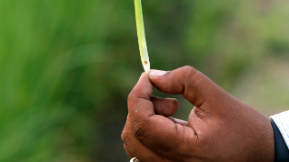 01-virtako_gr_stem_borer_control