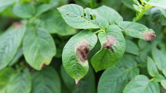 late-blight-on-potato.jpg