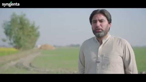 Ally Max | Syngenta