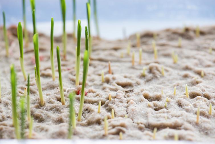 treated_corn_in_sand_germination-1