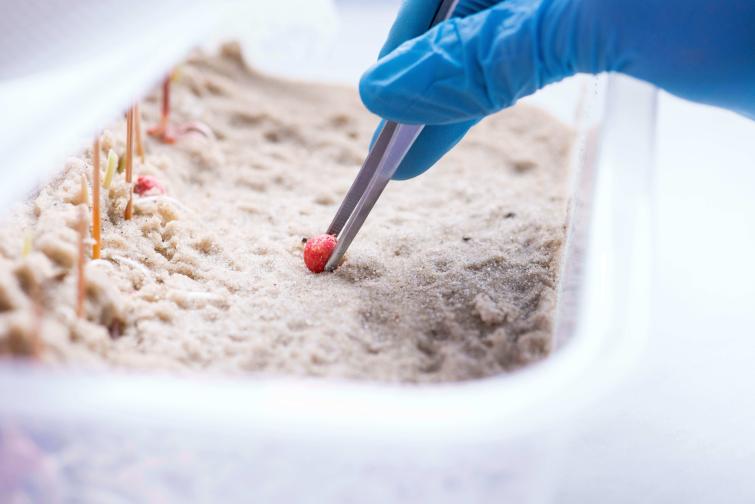 treated_corn_in_sand_germination-2_1