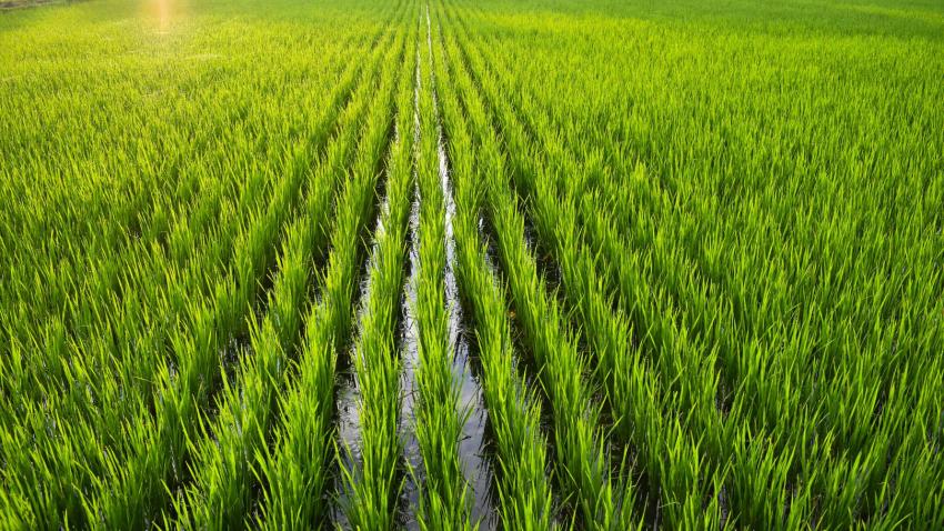 Rice | Syngenta