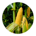 corn