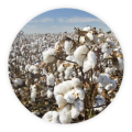 cotton