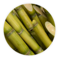 sugarcane-1