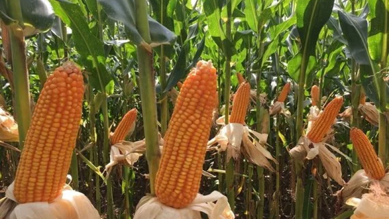 Corn