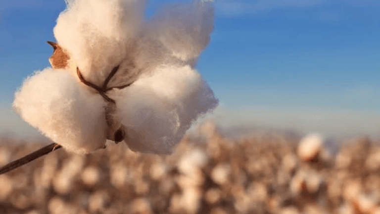 Cotton