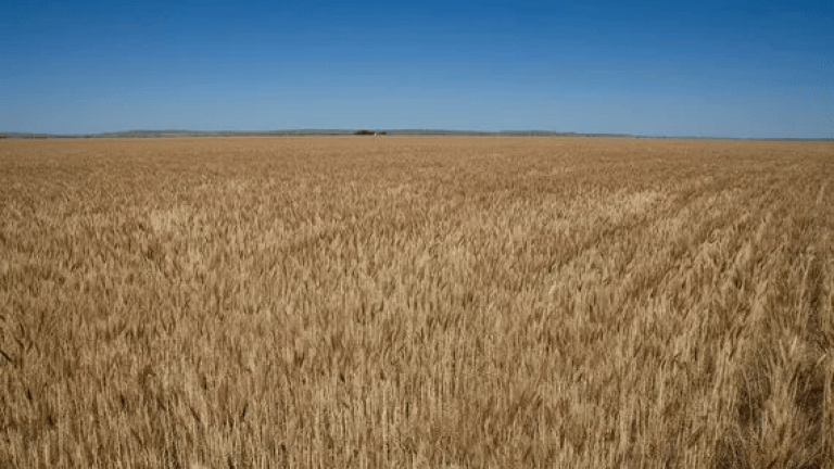 web_golden_wheat_field