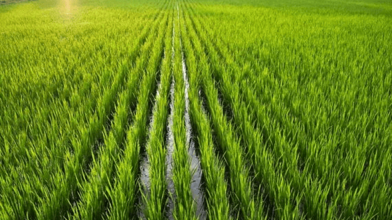 Rice