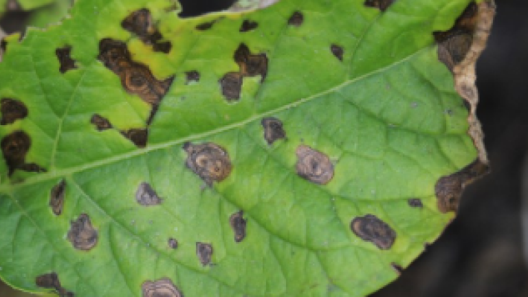 01_early_blight