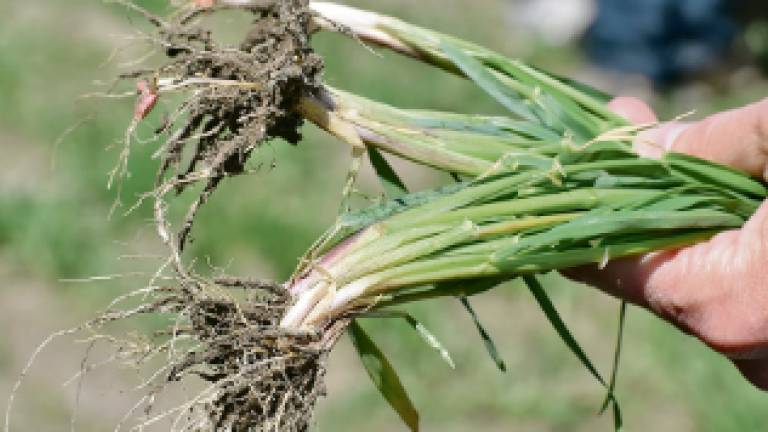 Helps to form deep and strong roots.