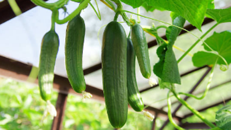 chili
