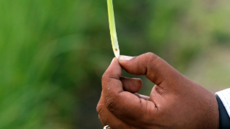 01-virtako_gr_stem_borer_control