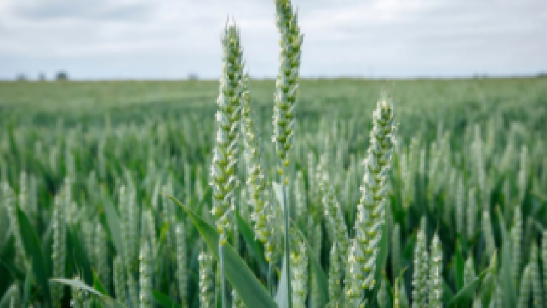Due to its broad spectrum usage and low dose/acre its extremely economical along with leaving no residual effect on the succeeding crop