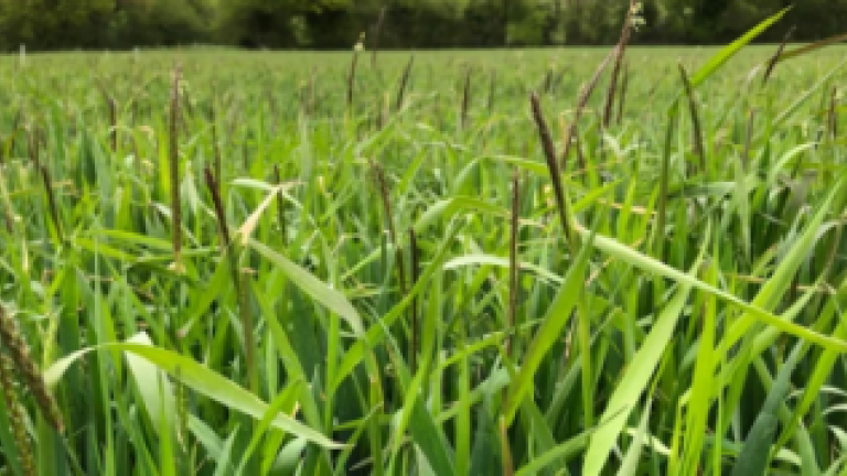 It works when used as pre emergence