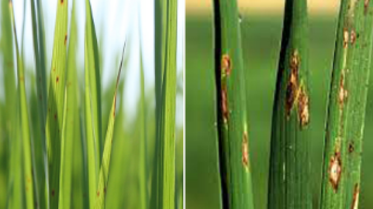crop-image