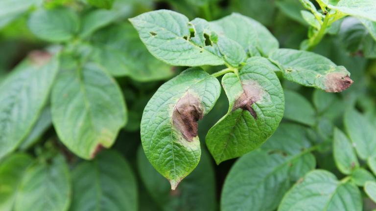 late-blight-on-potato.jpg