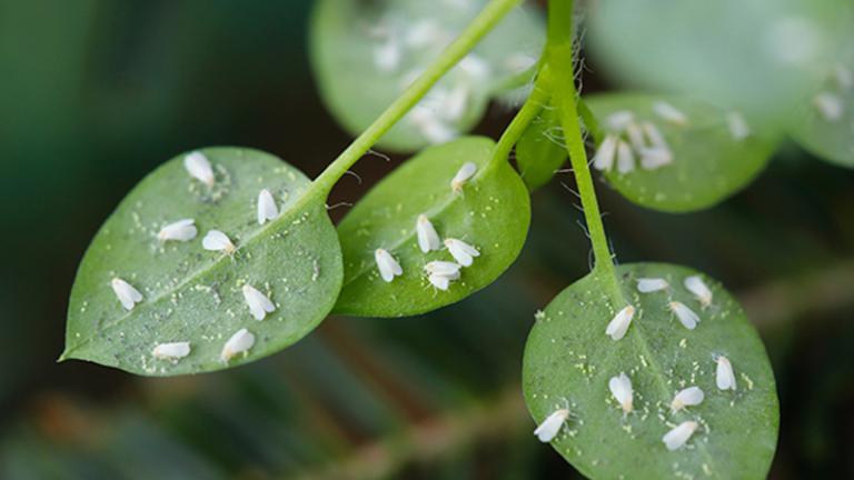 02_elestal_neoprotection_of_newly_emerging_leaves_from_whiteflies.jpg