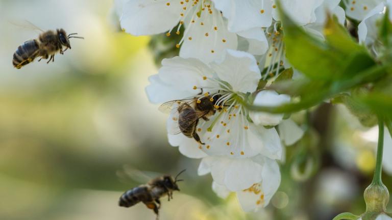 safe_for_pollinators_elestal_neo.jpg