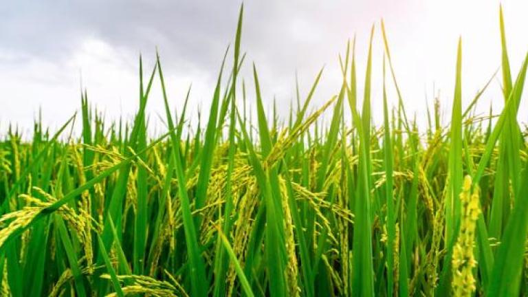 lush_green_and_healthy_crop_copy.jpg