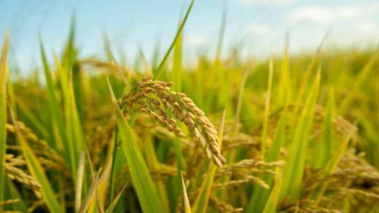 significant_increase_in_rice_yield.jpg