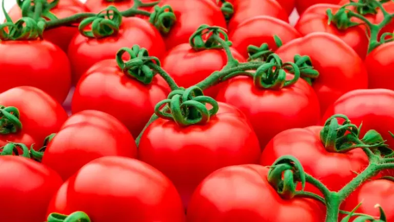 tomatoes_3_2_1.jpg.webp
