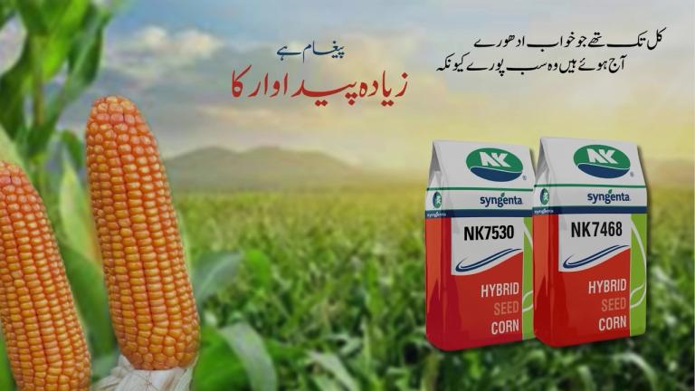 Syngenta Autumn Corn Seeds