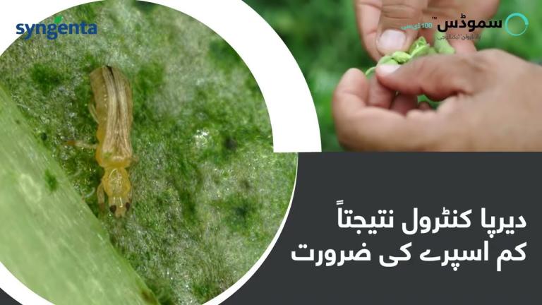 سموڈس | ہر چنائی سے بھرپور کمائی | طریقہ اثر ویڈیو