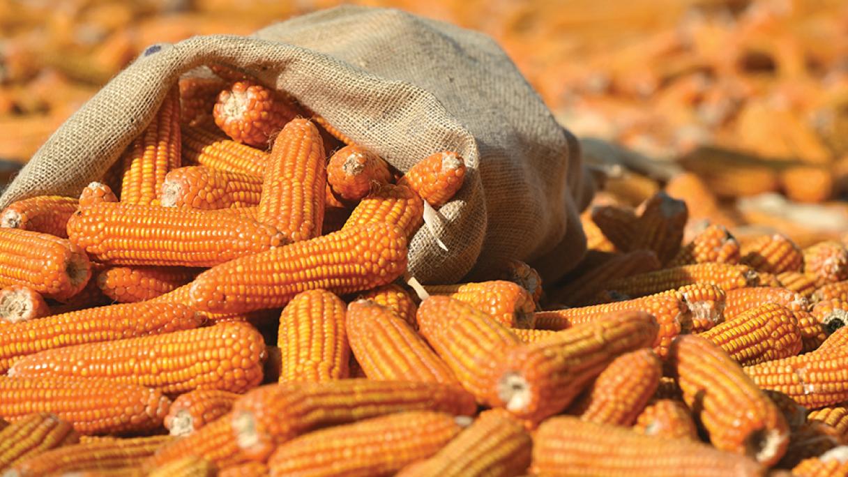 Corn | Syngenta