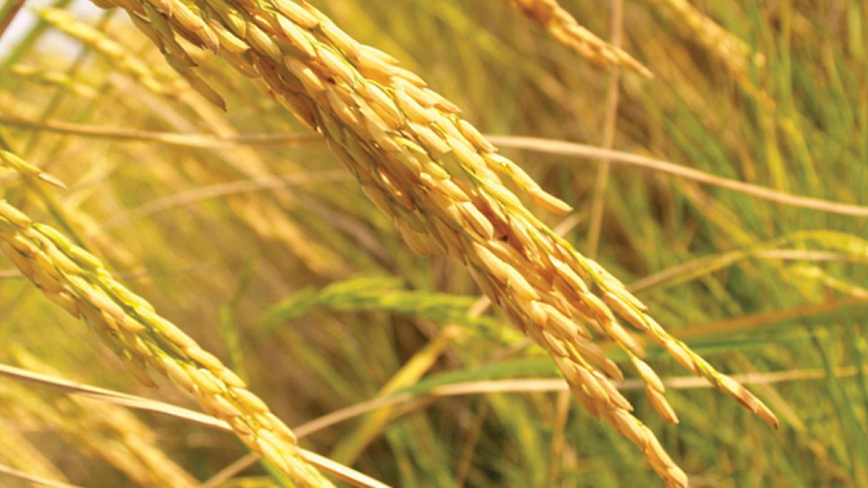 Rice | Syngenta