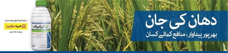 Rice | Syngenta