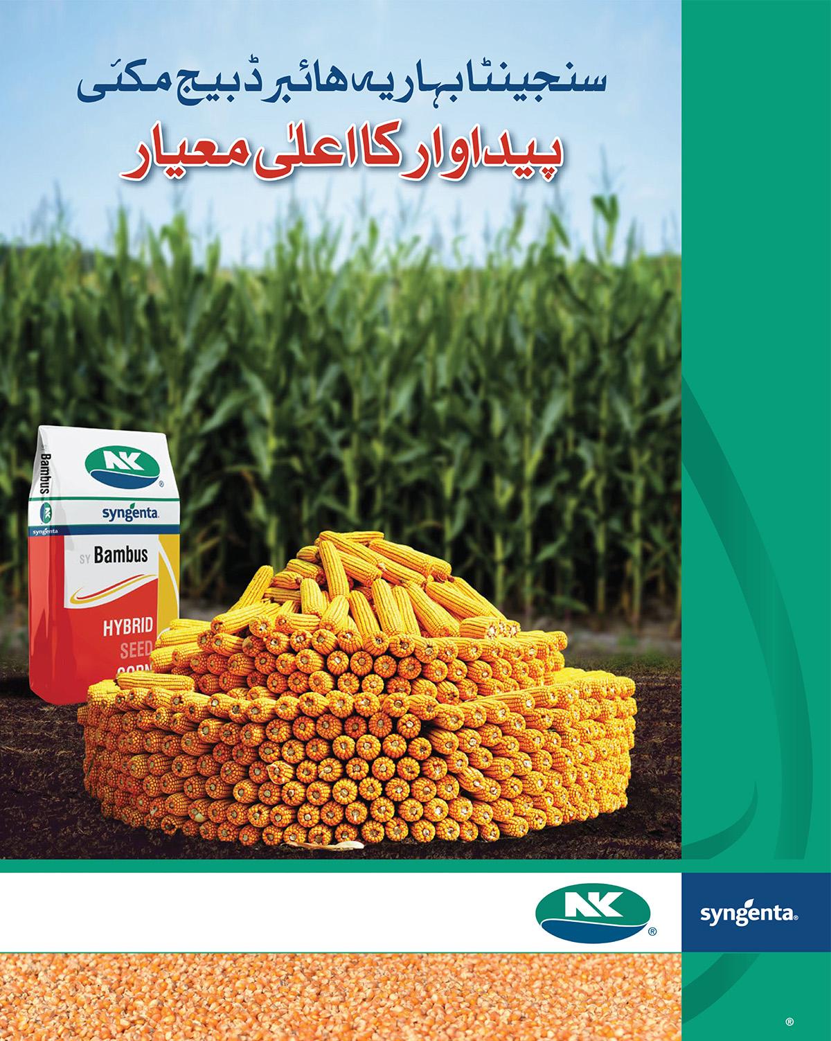 seed_0000_spring_corn-images-0.jpg